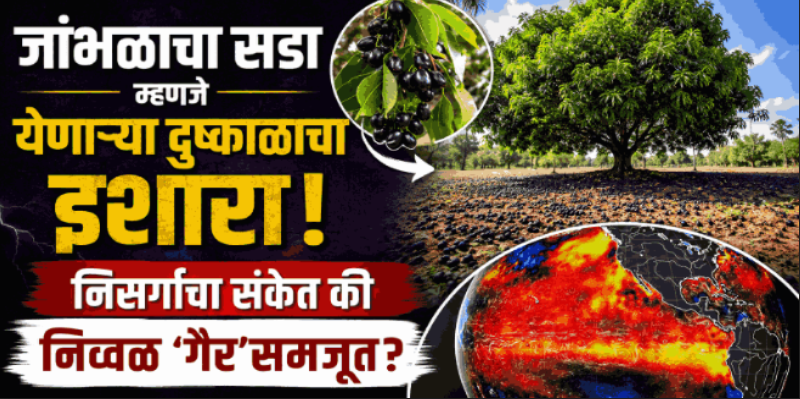 जांभूळ जास्त आल्यास दुष्काळ पडतो का?